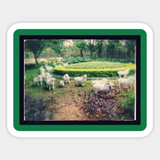 Counting Sheep Sticker